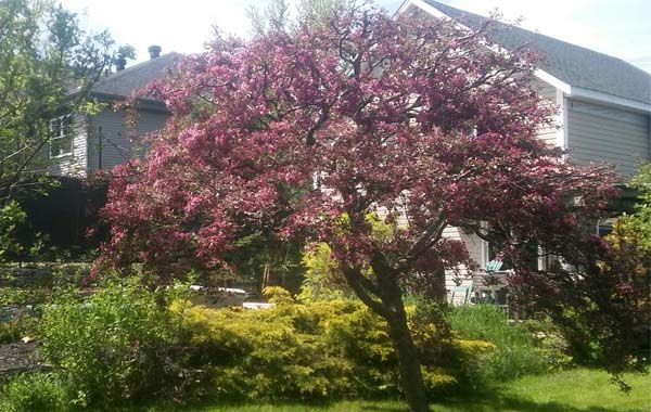 Taille de pommetiers et arbres fruitiers