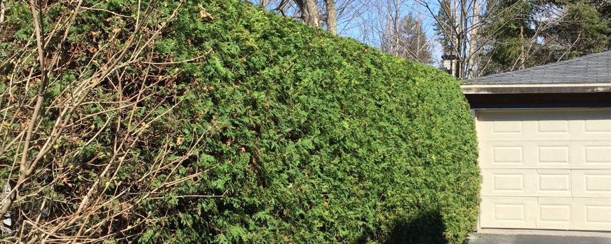 taille de haies de cèdre sherbrooke réalisation service