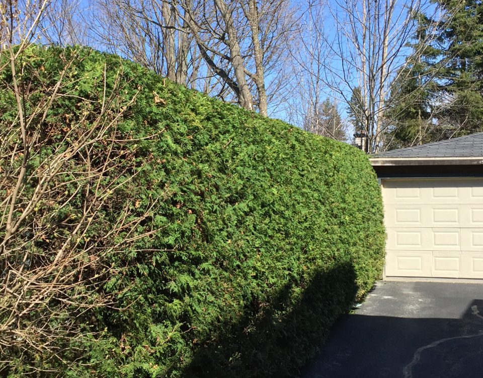 taille de haies de cèdre sherbrooke réalisation service