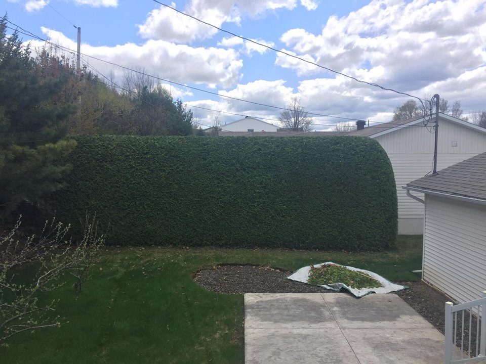 taille haies de cèdre sherbrooke