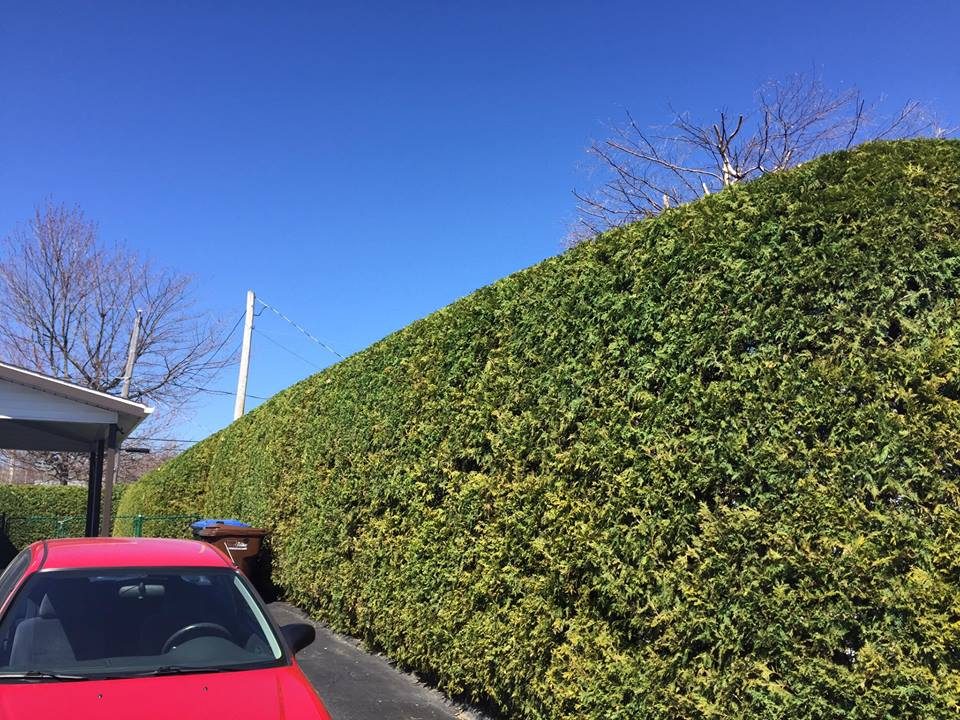 taille de haies de cèdre sherbrooke